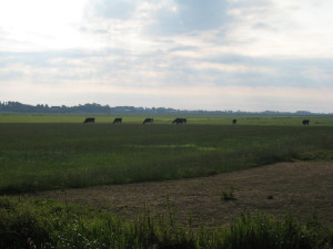 Koeien Gaastmeer